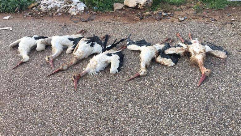 Mészárolják a gólyákat Libanonban! (Erős idegzetűeknek!) 8