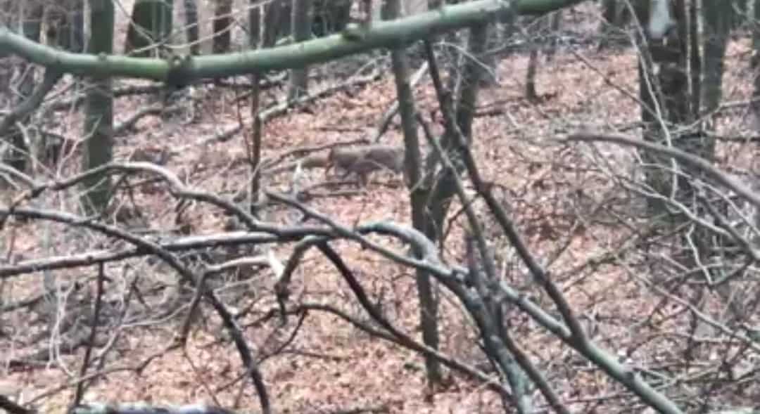 Farkasfalkát videóztak a Bükkben!(Videó) 9