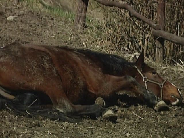 Szörnyethalt egy ló Kecskemét- Kisfáiban, mikor nyárfát döntött ki rá az orkán 7