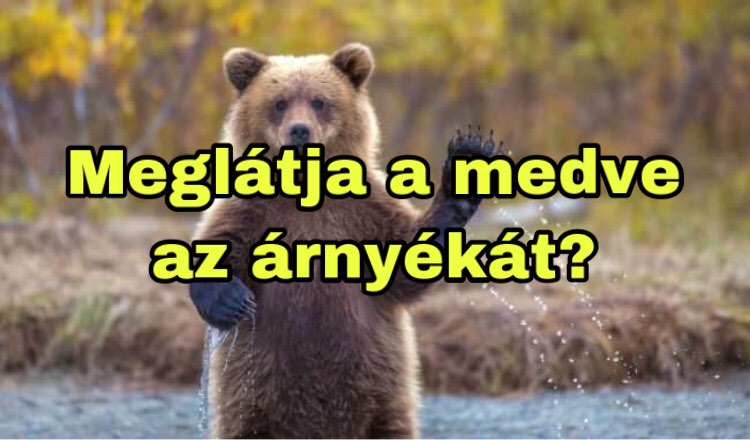 Meglátja a medve az árnyékát másodikán? 2