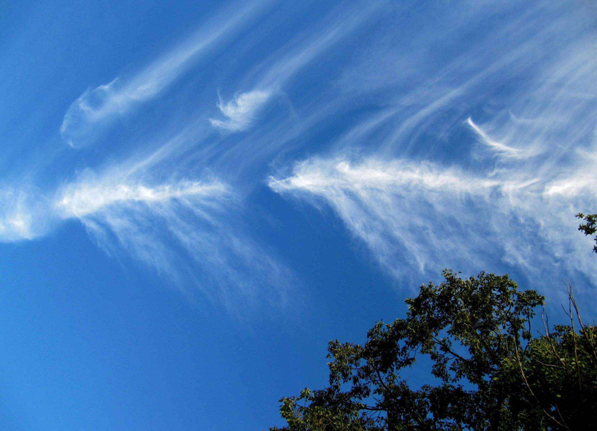 Cirrus vertebratus (Ci ver)