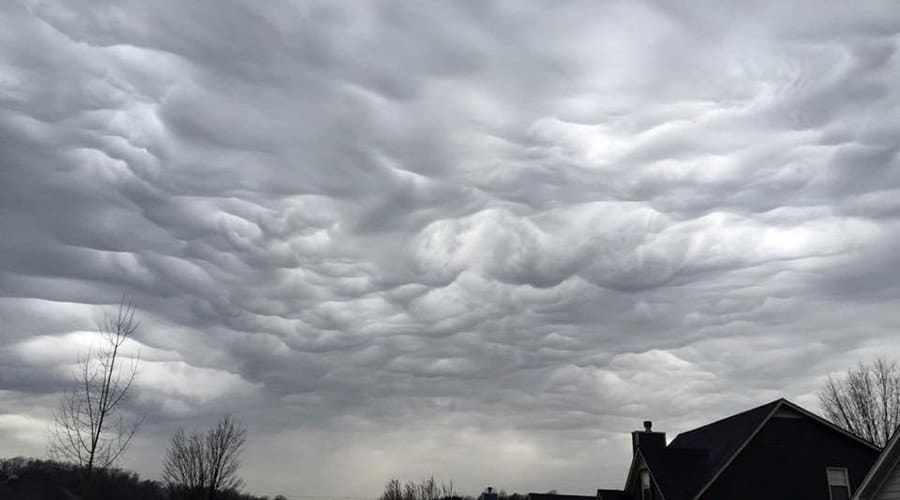 Undulatus asperatus