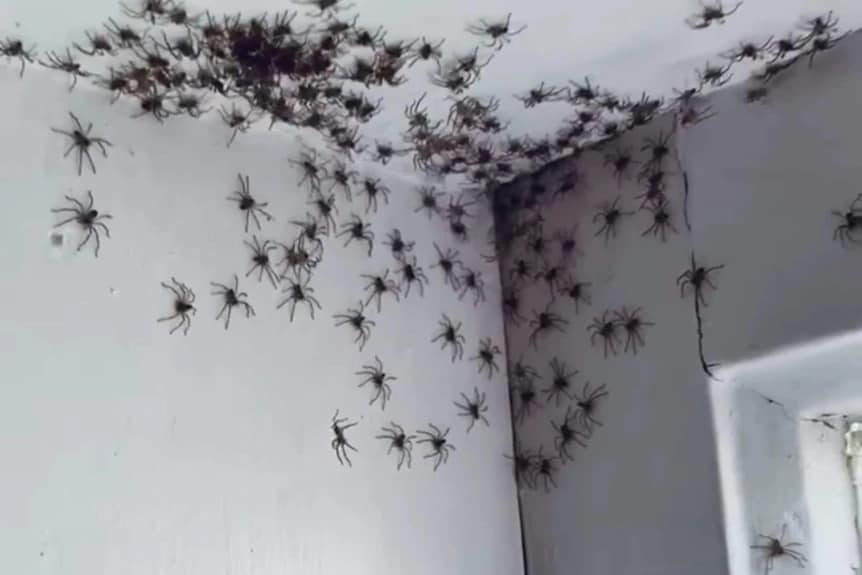 VIDEÓ: pókok milliói lepték el Ausztráliát! 2